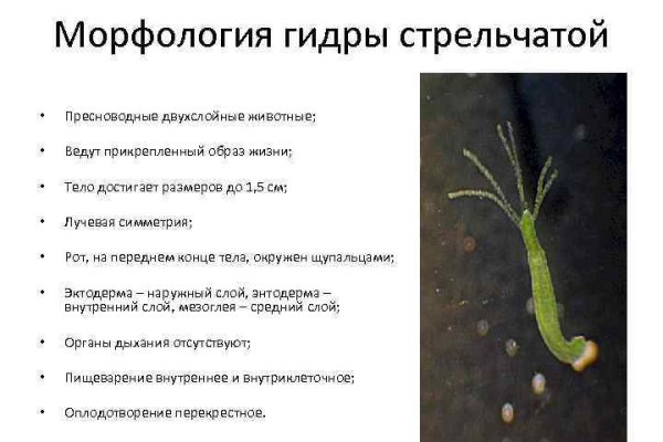 Что такое кракен площадка